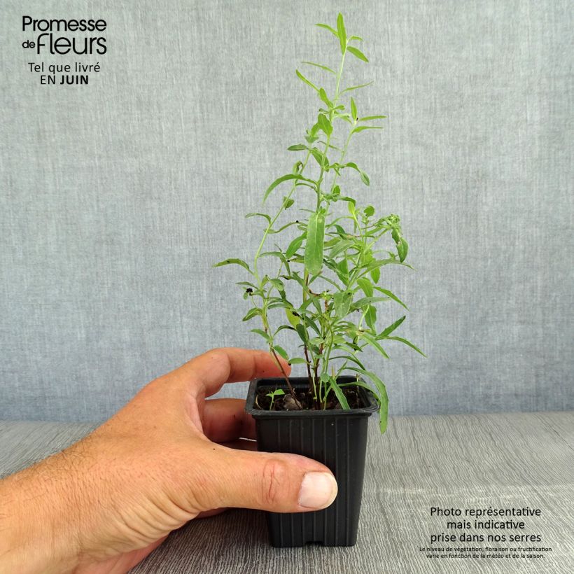 Esemplare di Oenothera speciosa Vasetto da 7/8 cm consegnato in estate