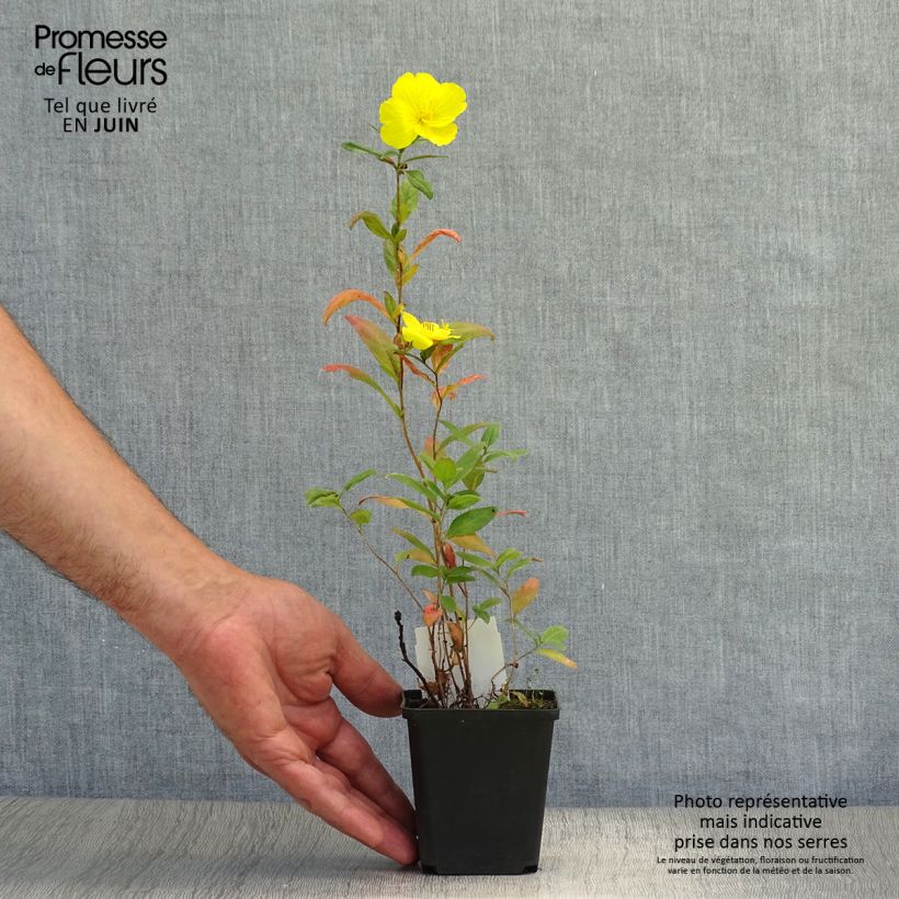 Esemplare di Oenothera fruticosa Sonnenwende Vasetto da 8/9 cm consegnato in estate