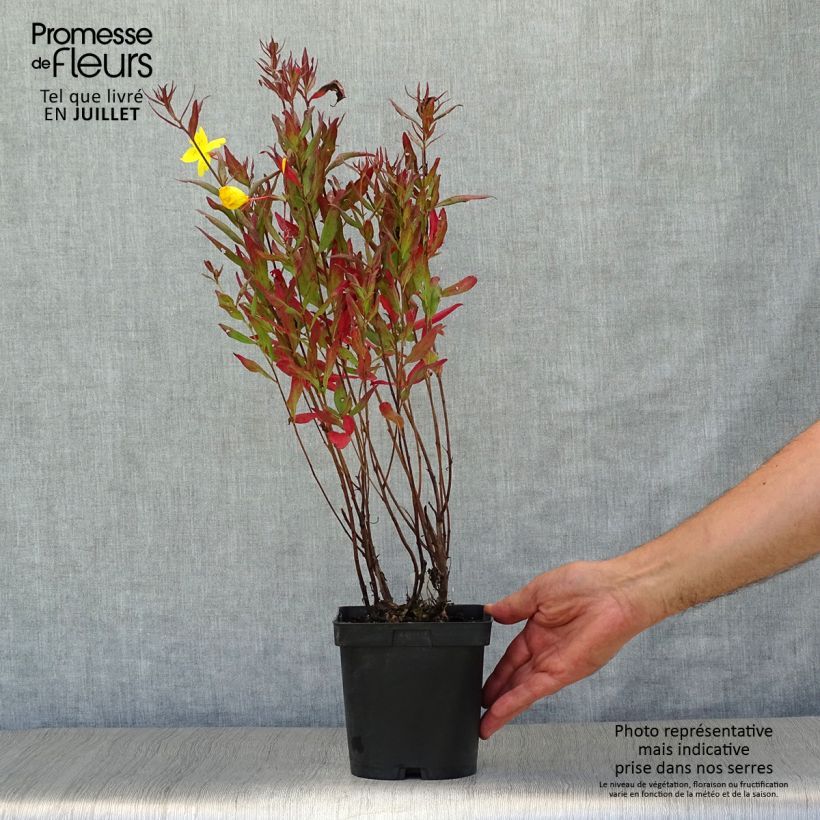 Esemplare di Oenothera fruticosa Sonnenwende Vaso da 2L/3L consegnato in estate