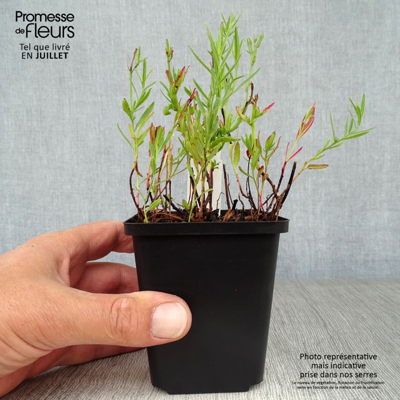 Esemplare di Oenothera speciosa Siskiyou Vasetto da 8/9 cm consegnato in estate