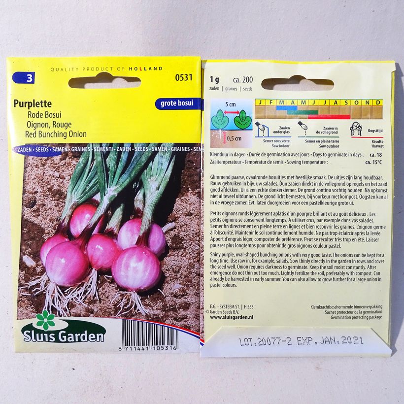 Esempio di esemplare Cipolla Purplette sacchetto di semi 200 (1g) come consegnato