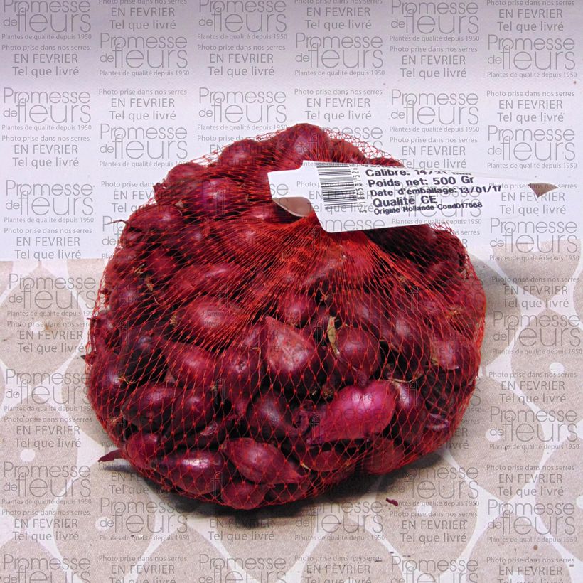 Esempio di esemplare Cipolla Red Karmen Pezzo taglia 14/21 mm come consegnato