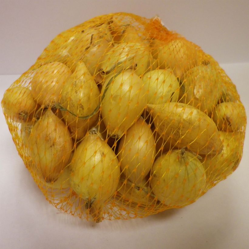 Esempio di esemplare Cipolla gialla Senshyu Yellow Pezzo taglia 14/21 mm come consegnato