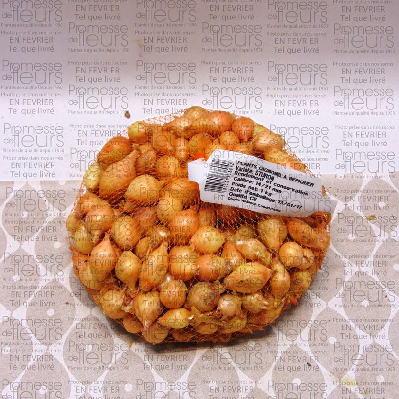 Esempio di esemplare Cipolla Sturon Pezzo taglia 14/21 mm come consegnato