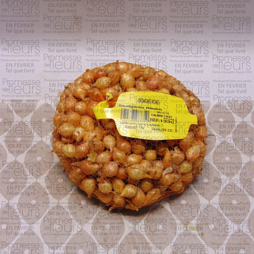 Esempio di esemplare Cipolla Stuttgarter Riesen Pezzo taglia 14/21 mm come consegnato
