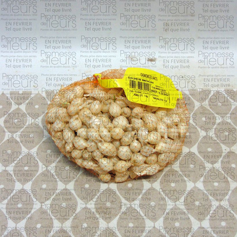 Esempio di esemplare Cipolla bianca Pezzo taglia 14/21 mm come consegnato