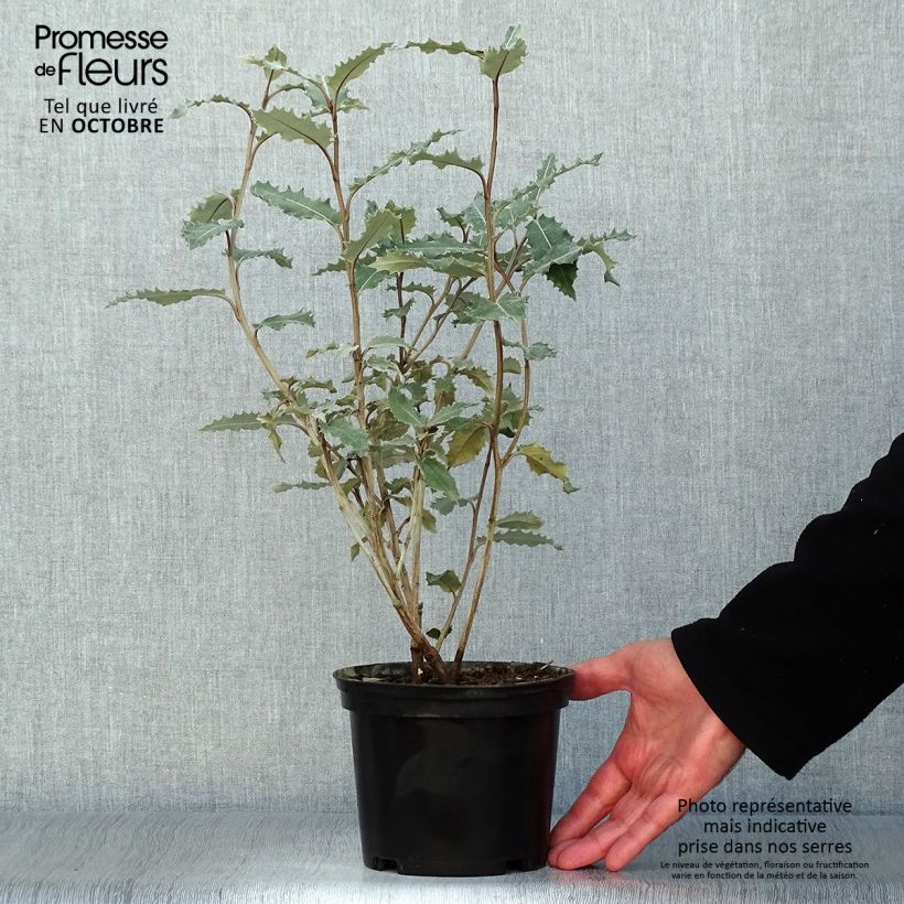 Esemplare di Olearia macrodonta Major Vaso da 2L/3L come consegnato in autunno