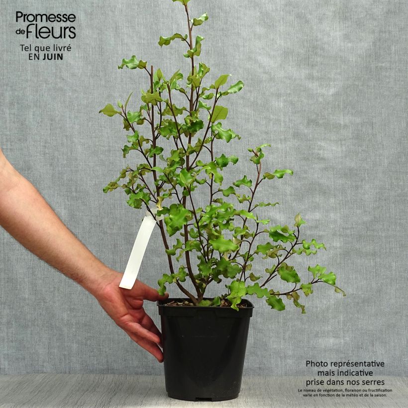 Esemplare di Olearia paniculata Vaso da 4L/5L consegnato in estate