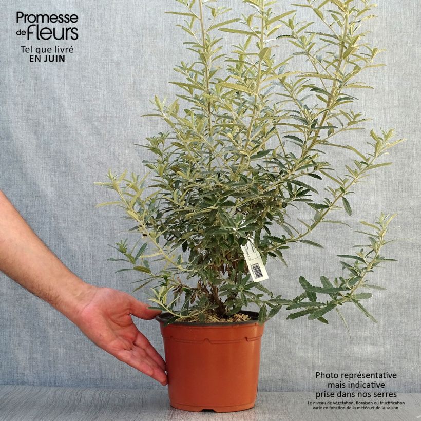 Esemplare di Olearia scilloniensis Vaso da 3L/4L consegnato in estate