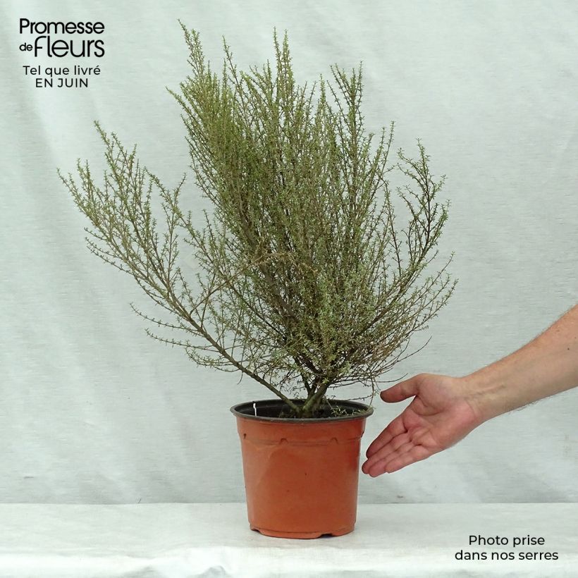 Esemplare di Olearia solandri Aurea Vaso da 2L/3L consegnato in estate