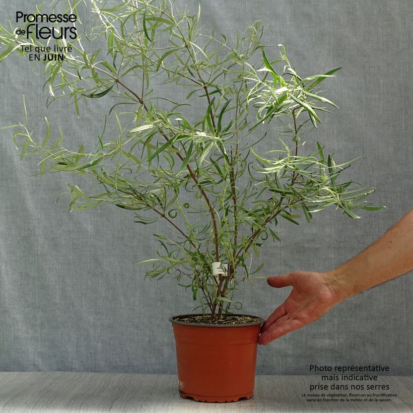 Esemplare di Olearia virgata Vaso da 2L/3L consegnato in estate
