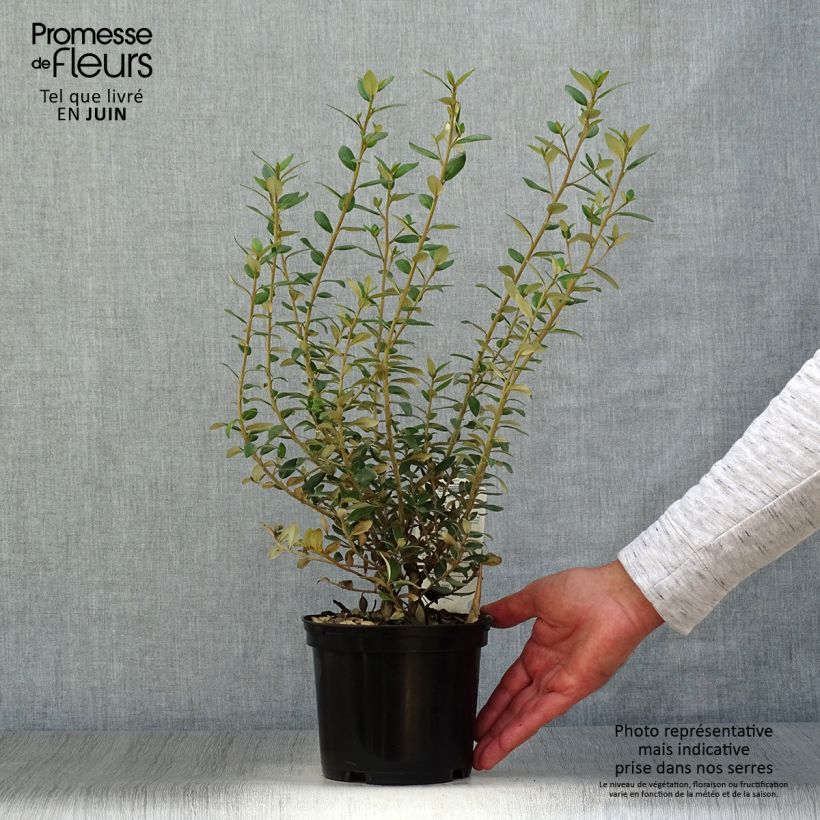 Esemplare di Olearia haastii Vaso da 2L/3L consegnato in estate