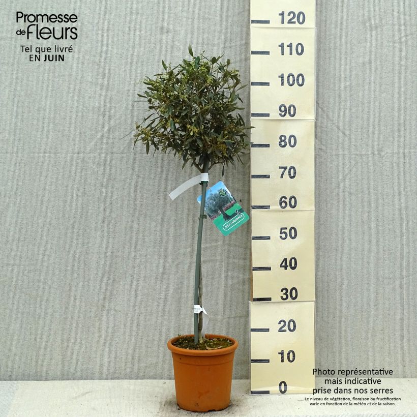 Esemplare di Olea europaea (alberello) - Olivo Vaso da 7,5L/10L consegnato in estate