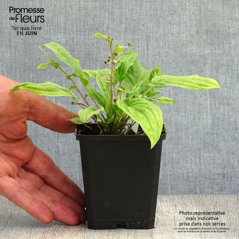 Esemplare di Omphalodes Cherry Ingram Vasetto da 8/9 cm consegnato in estate