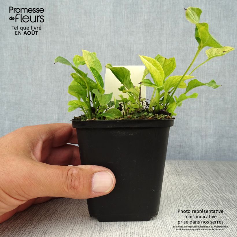 Esemplare di Omphalodes verna - Borrana primaverile Vasetto da 8/9 cm consegnato in estate