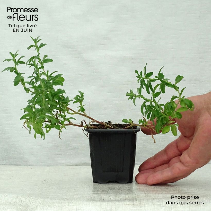 Esemplare di Ononis spinosa - Ononide spinosa Vasetto da 8/9 cm consegnato in estate