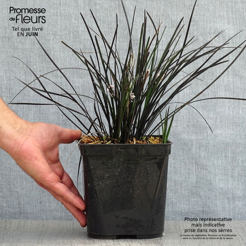 Esemplare di Ophiopogon planiscapus Hosoba Kokuryu Vaso da 2L/3L consegnato in estate