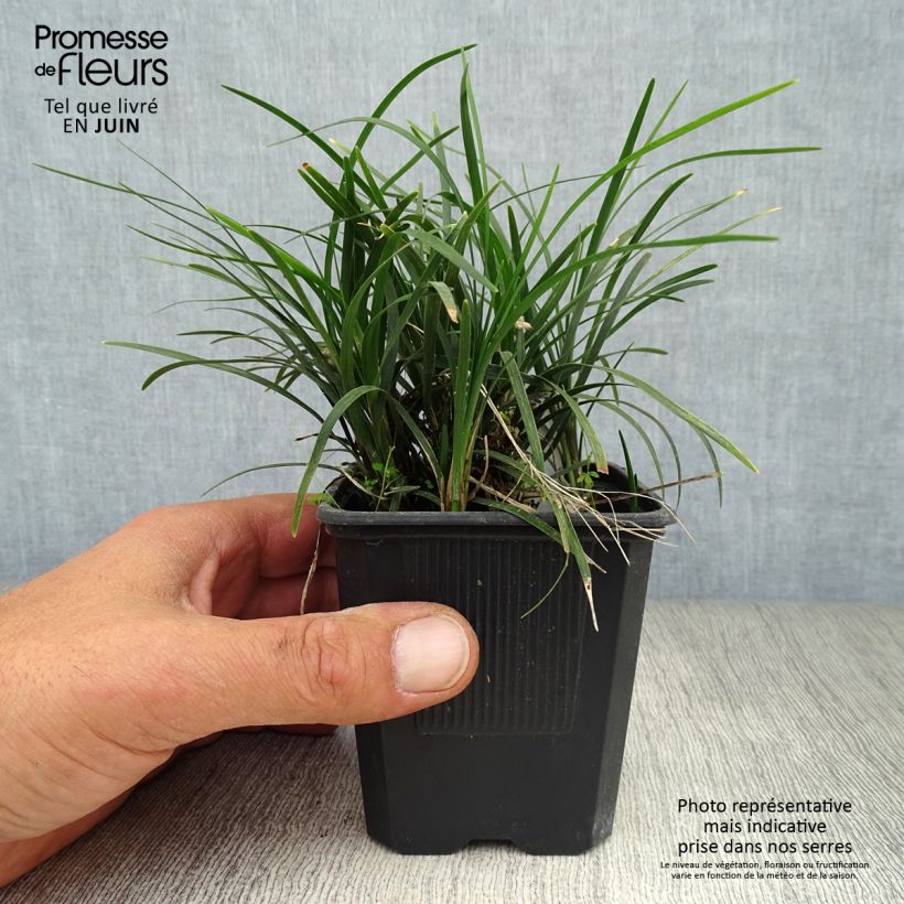 Esemplare di Ophiopogon japonicus - Mughetto giapponese Vasetto da 8/9 cm consegnato in estate
