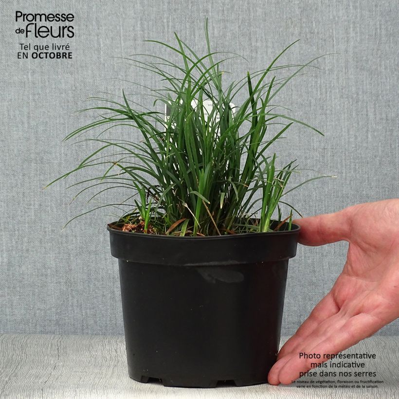 Esemplare di Ophiopogon japonicus - Mughetto giapponese Vaso da 2L/3L come consegnato in autunno