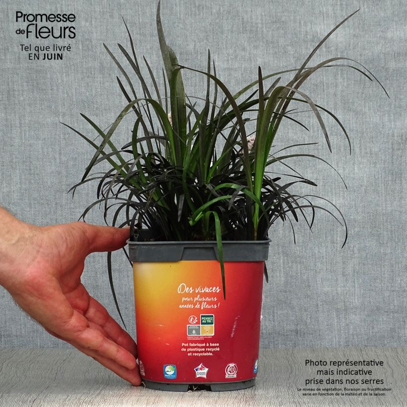 Esemplare di Ophiopogon planiscapus Nigrescens Vaso da 2L/3L consegnato in estate