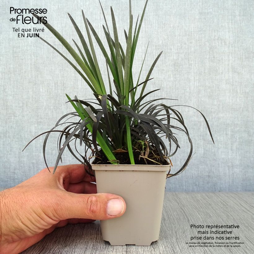 Esemplare di Ophiopogon planiscapus Nigrescens Vasetto da 8/9 cm consegnato in estate
