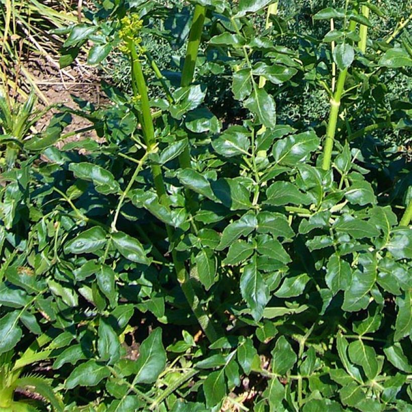 Opopanax chironium (Fogliame)