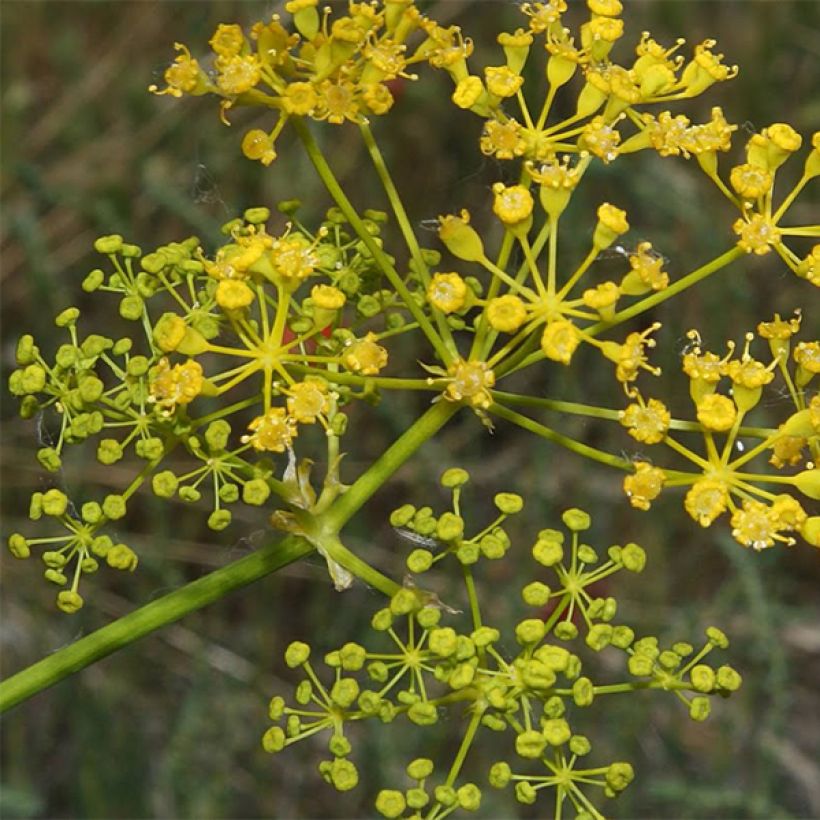Opopanax chironium (Fioritura)
