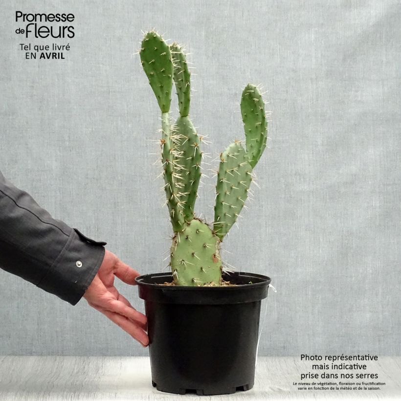 Opuntia engelmannii var. alta Vaso da 4L/5L esemplare consegnato in primavera