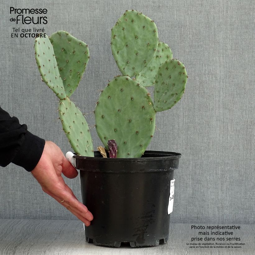 Esemplare di Opuntia engelmannii var. alta Vaso da 4L/5L come consegnato in autunno