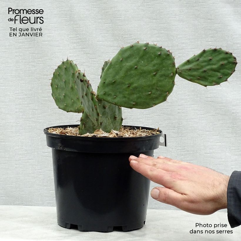 Opuntia atrispina Vaso da 4L/5L esemplare consegnato in inverno