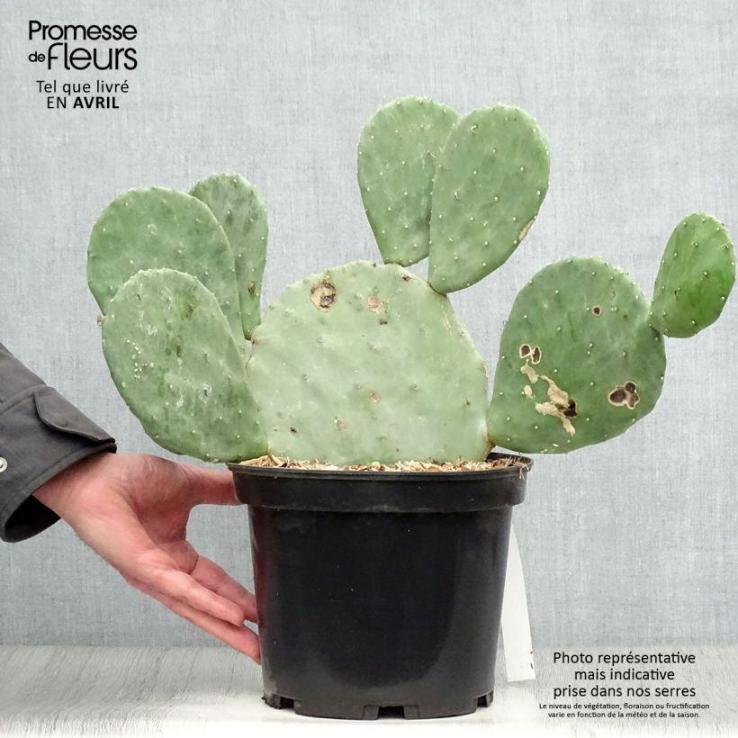 Opuntia cacanapa Ellisiana - Cactus raquette Pot de 4L/5L esemplare consegnato in primavera