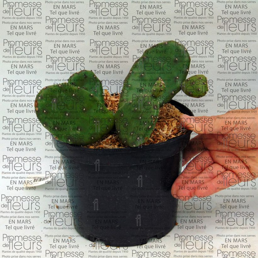 Esempio di esemplare Opuntia compressa Millevaches Vaso da 2L/3L come consegnato