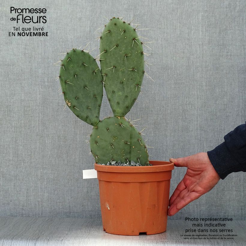 Esemplare di Opuntia engelmannii Belen Vaso da 4L/5L come consegnato in autunno