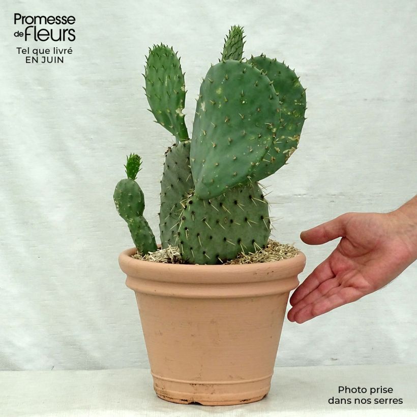 Esemplare di Opuntia engelmannii var.indheimeri Vaso da 4L/5L consegnato in estate