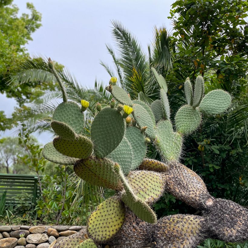 Opuntia leucotricha - Fico d' India (Porto)