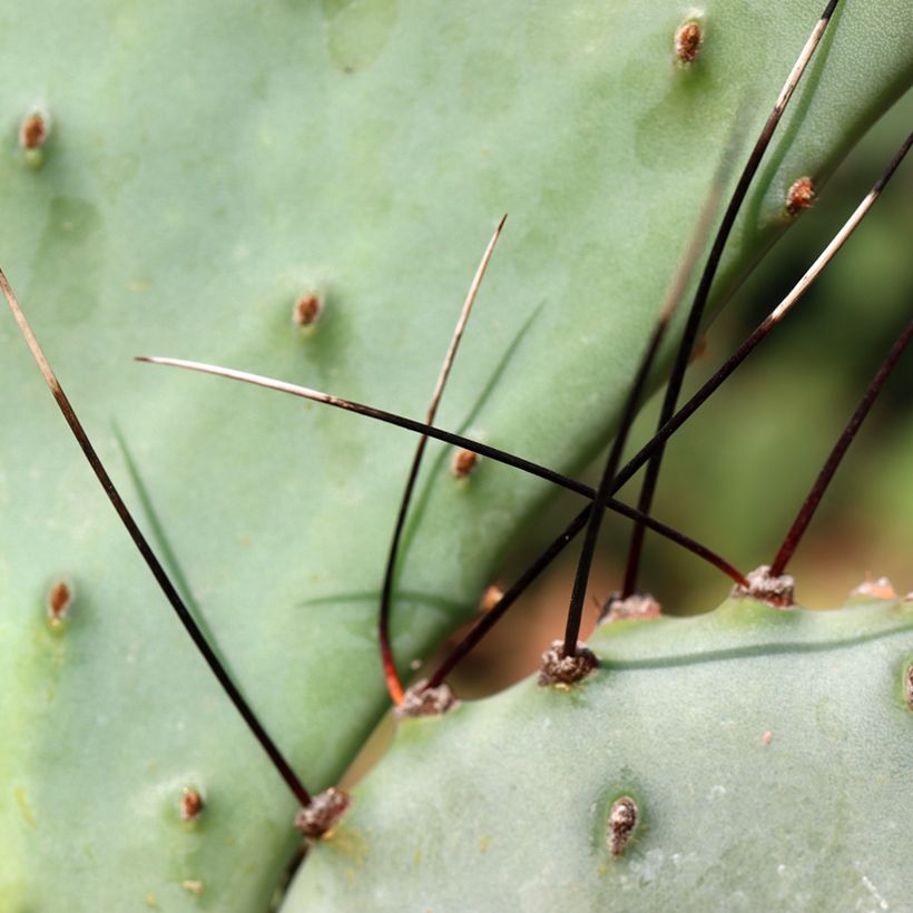 Opuntia macrocentra - Cactus (Fogliame)