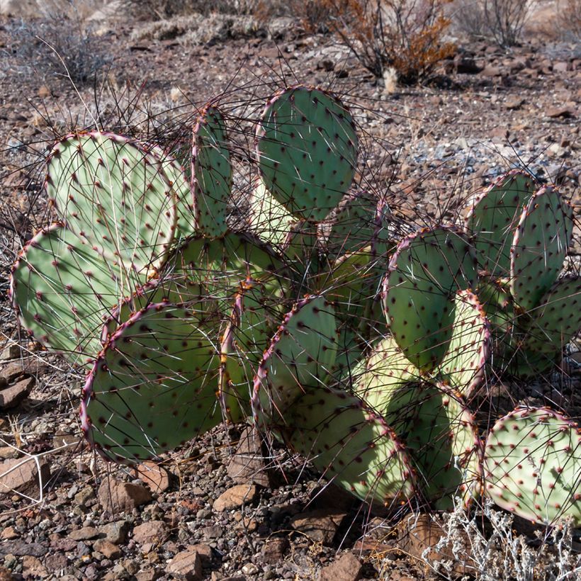 Opuntia macrocentra - Cactus (Porto)