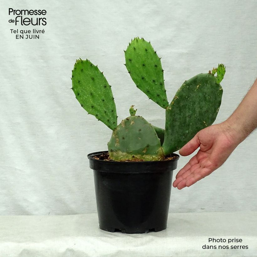 Esemplare di Opuntia microdasys Vaso da 2L/3L consegnato in estate