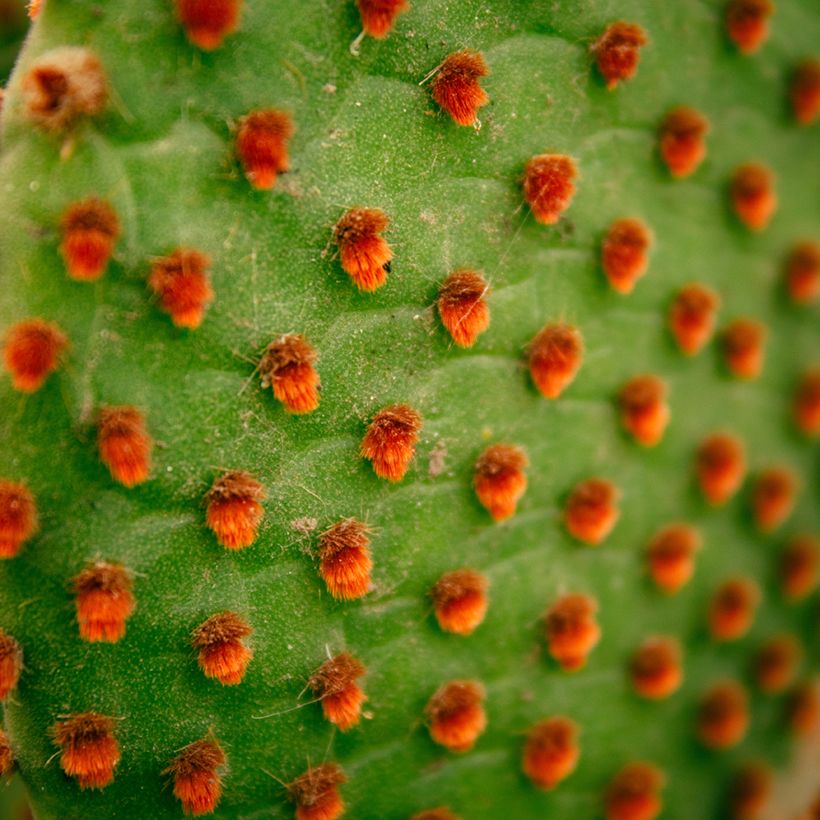 Opuntia microdasys var. rufida - Fico d'India (Fogliame)