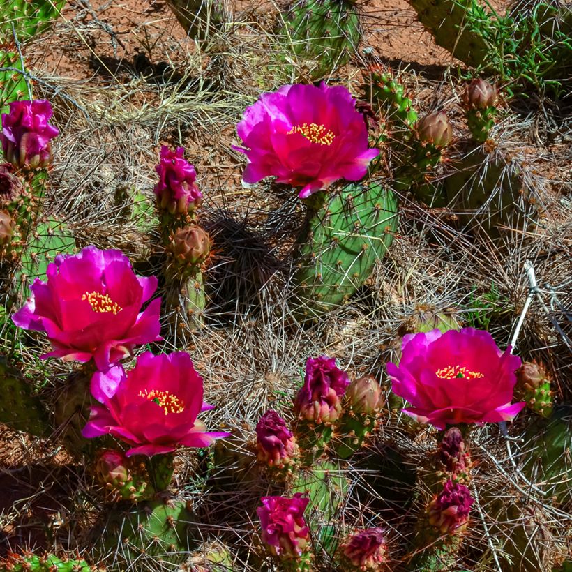 Opuntia polyacantha - Fico d' India (Fioritura)