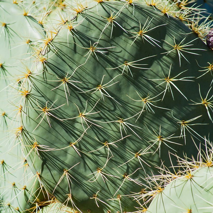 Opuntia robusta - Fico d' India (Fogliame)