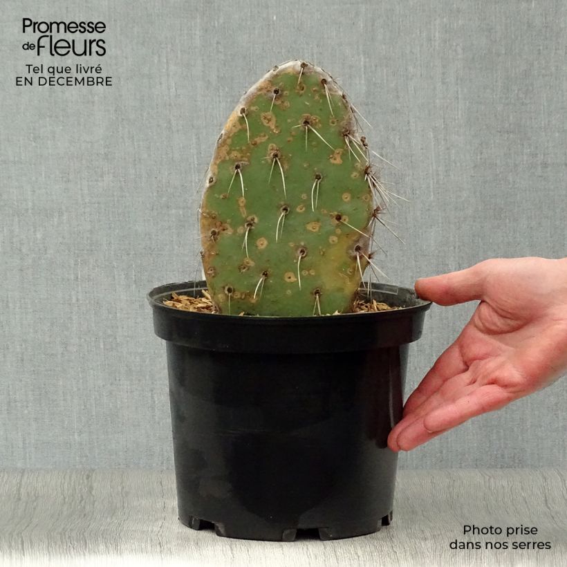 Opuntia sanguinicola Vaso da 4L/5L esemplare consegnato in inverno