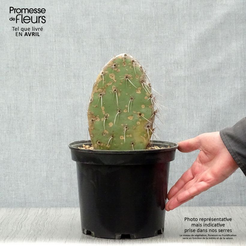 Opuntia sanguinicola Vaso da 4L/5L esemplare consegnato in primavera