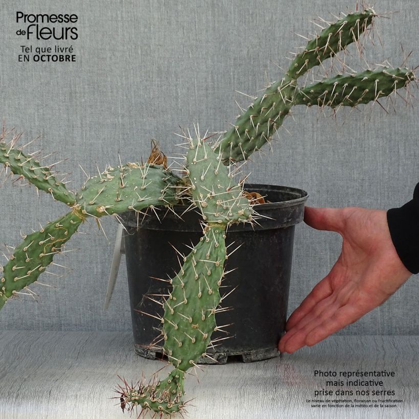 Esemplare di Opuntia sulfurea Vaso da 3L/4L come consegnato in autunno