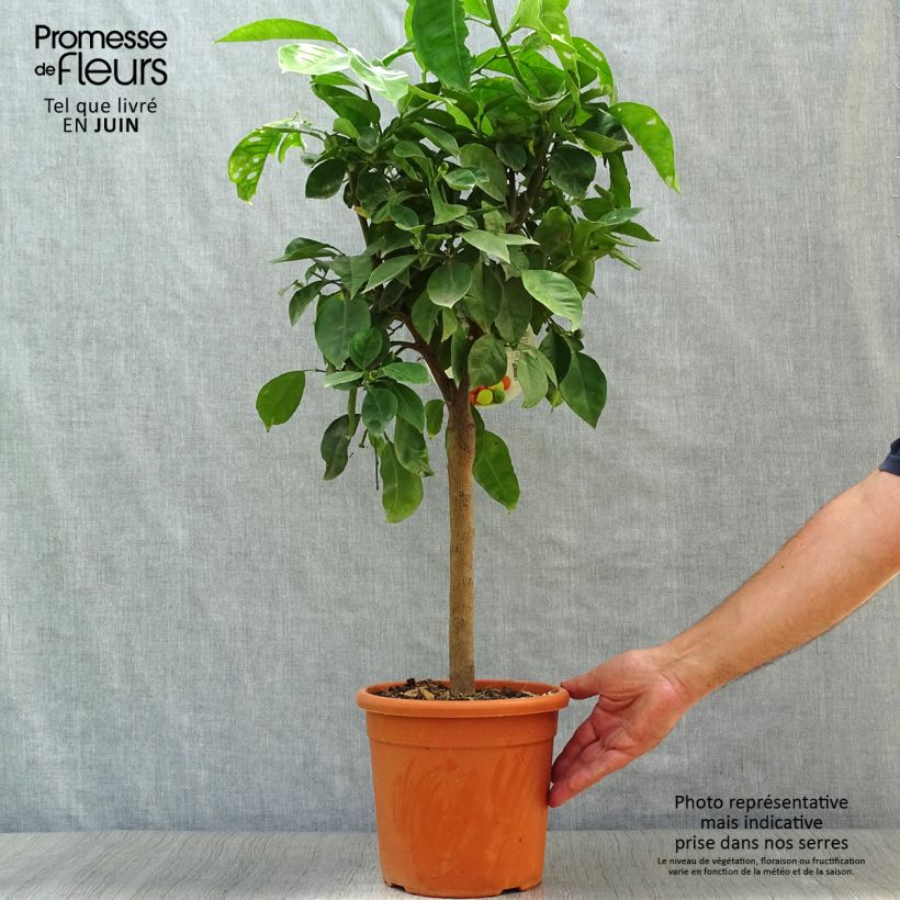 Esemplare di Citrus sinensis x aurantium Corrugata - Arancio Vaso da 4L/5L, Vaso impalcato basso consegnato in estate