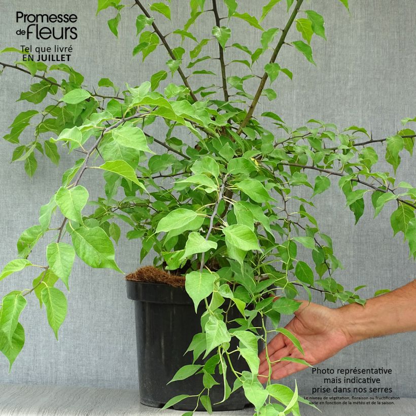 Esemplare di Maclura pomifera - Moro degli Osagi Vaso da 7,5L/10L consegnato in estate