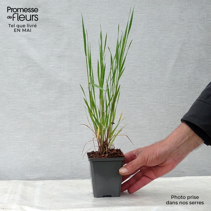 Hordeum jubatum - Orzo a criniera Vasetto da 8/9 cm esemplare consegnato in primavera