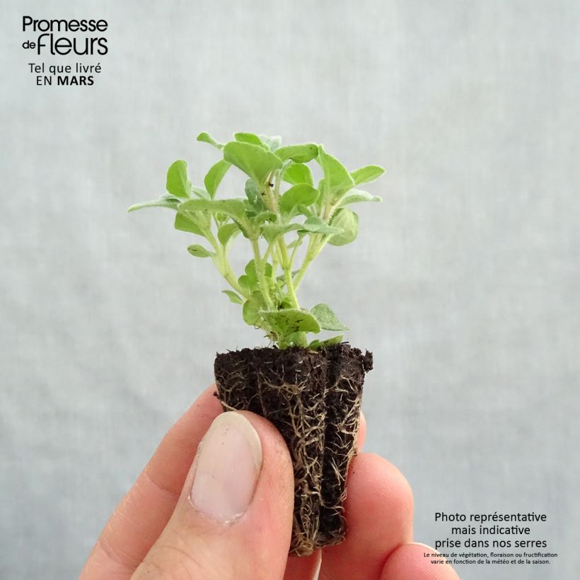 Origano comune Hot and Spicy Bio mini zolla... esemplare consegnato in primavera