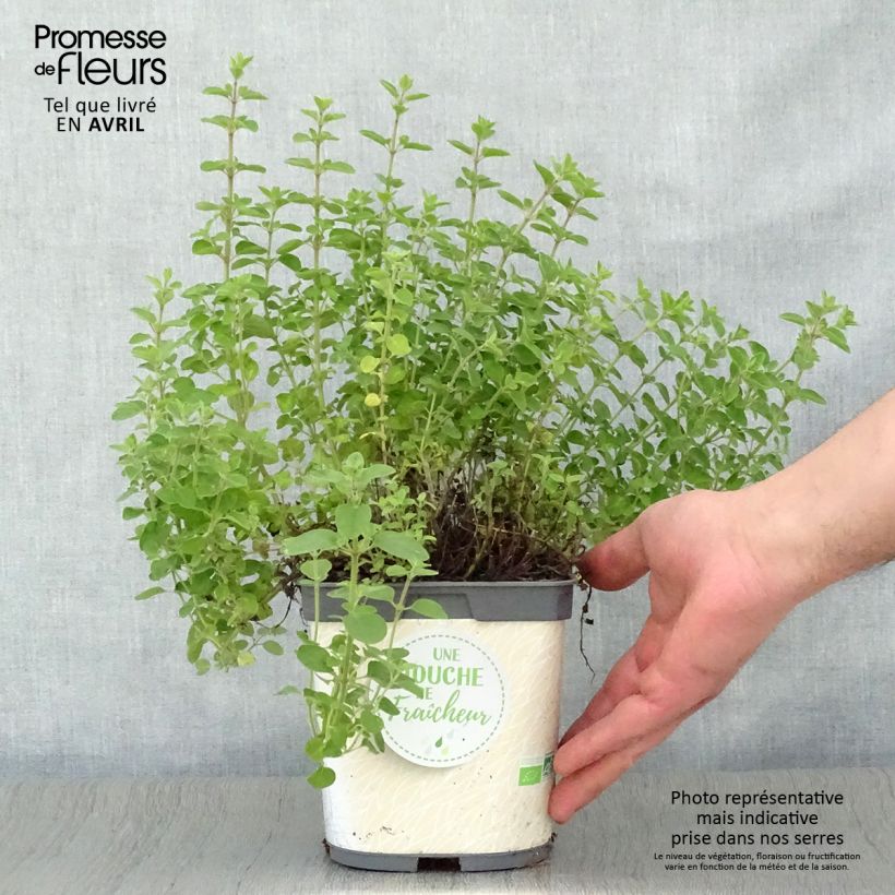 Origano comune Bio (piante) Vaso da 1L/1,5L esemplare consegnato in primavera