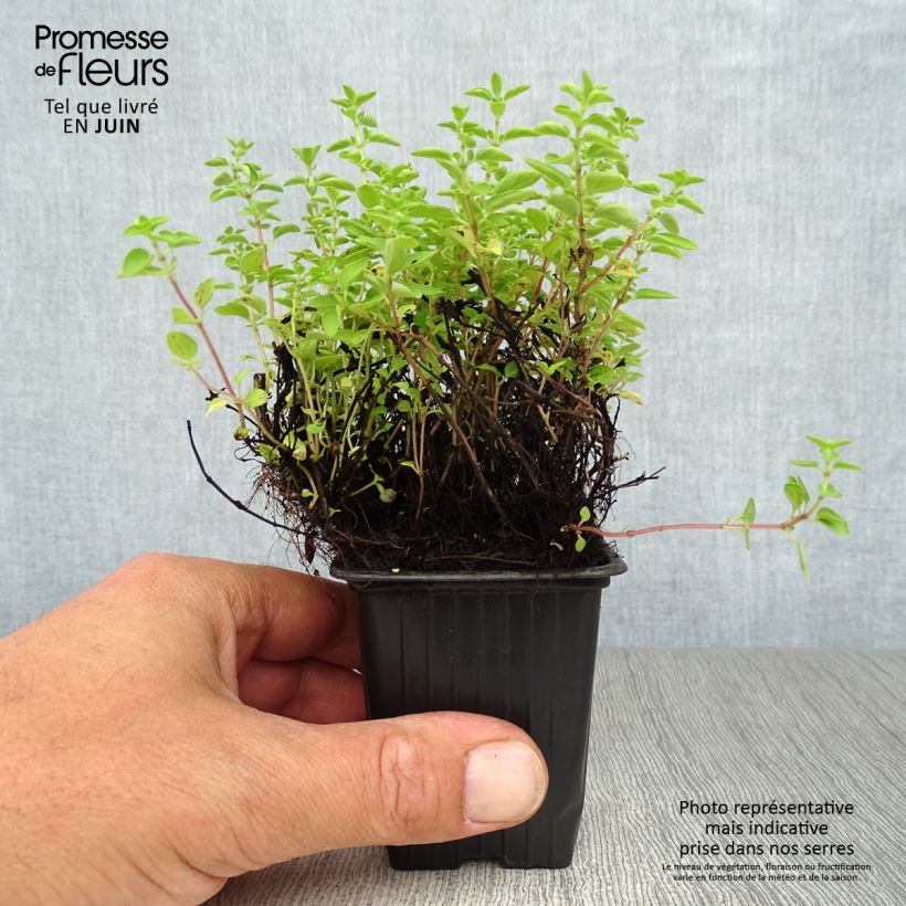 Esemplare di Origano - Origanum vulgare - Maggiorana perenne consegnato in estate